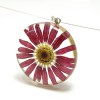 Pinke Margerite